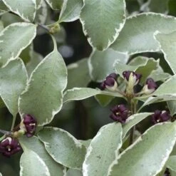 Pittosporum Tenuifolium Silver Queen -Future Forests Pittosporum ten Silver Queen 06