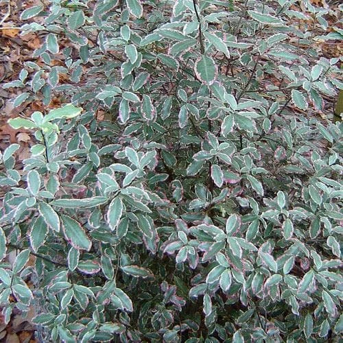 Pittosporum Tenuifolium Elizabeth 2 Pittosporum Tenuifolium Elizabeth - Image 2