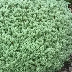 Pittosporum Tenuifolium Golf Ball 13 Pittosporum Tenuifolium Golf Ball -Future Forests Pittosporum tenuifolium Golf Ball 03