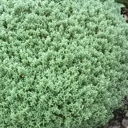 Pittosporum Tenuifolium Golf Ball 6 Pittosporum Tenuifolium Golf Ball - Image 6