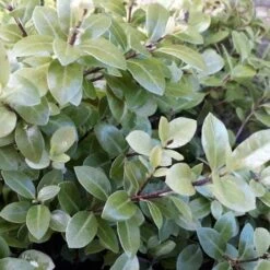 Pittosporum Tenuifolium Golf Ball 14 Pittosporum Tenuifolium Golf Ball -Future Forests Pittosporum tenuifolium Golf Ball 04