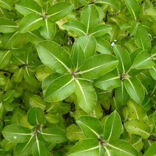 Pittosporum Tenuifolium Gold Star 1 Pittosporum Tenuifolium Gold Star