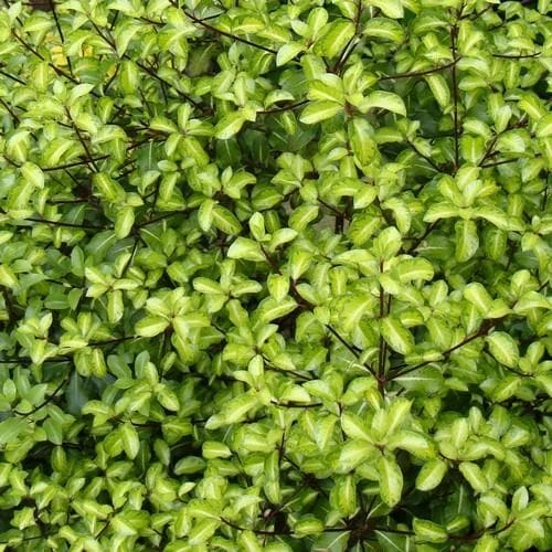 Pittosporum Tenuifolium Gold Star 2 Pittosporum Tenuifolium Gold Star - Image 2