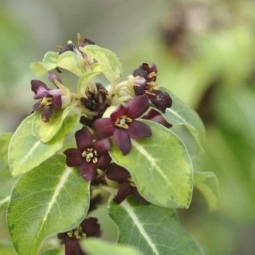 Pittosporum Tenuifolium Gold Star 3 Pittosporum Tenuifolium Gold Star - Image 3