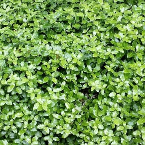 Pittosporum Tenuifolium Golf Ball 2 Pittosporum Tenuifolium Golf Ball - Image 2