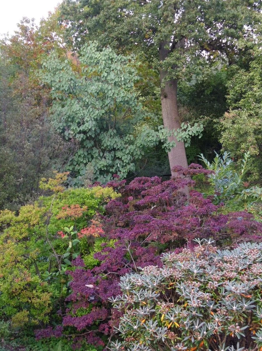 Populus Jacquemontii Glauca 3 Populus Jacquemontii Glauca - Image 3
