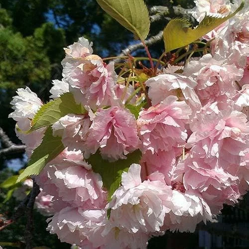 Prunus Serrulata Kanzan 1 Prunus Serrulata Kanzan