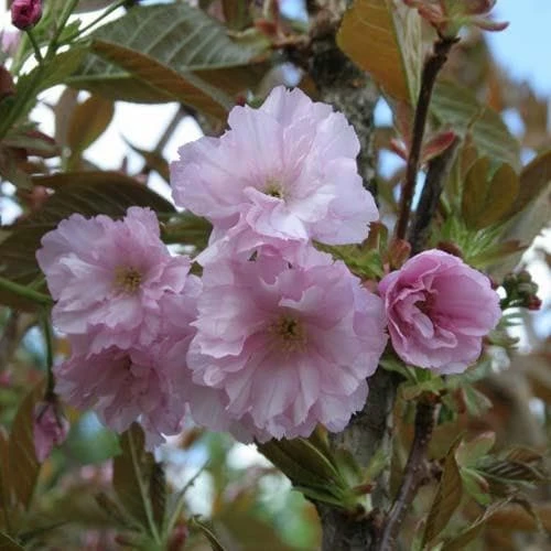Prunus Serrulata Kanzan 3 Prunus Serrulata Kanzan - Image 3