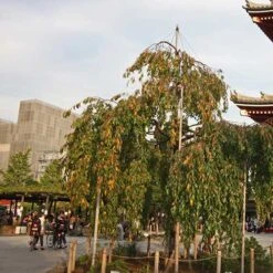 Prunus Kiku-Shidare-Sakura 6 Prunus Kiku-Shidare-Sakura -Future Forests Prunus Kiku shidare sakura 03x