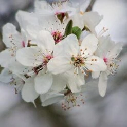 Prunus X Incisa Woodfield Cluster -Future Forests Prunus x incisa Woodfield Cluster 03