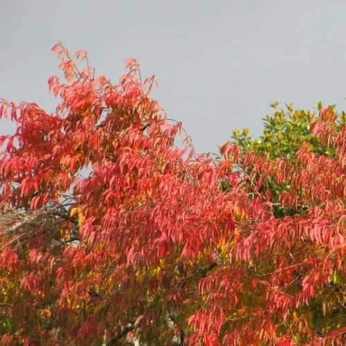 Prunus X Subhirtella Autumnalis Rosea 2 Prunus X Subhirtella Autumnalis Rosea - Image 2