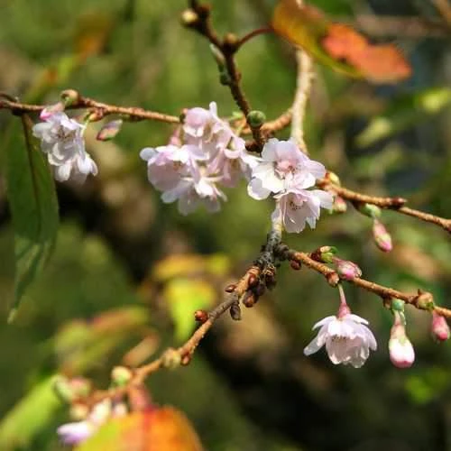 Prunus X Subhirtella Autumnalis Rosea 1 Prunus X Subhirtella Autumnalis Rosea
