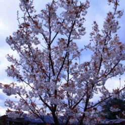 Prunus Shizuka/Fragrant Cloud -Future Forests Prunus Fragrant Cloud 03