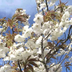 Prunus Shizuka/Fragrant Cloud -Future Forests Prunus Fragrant Cloud 04