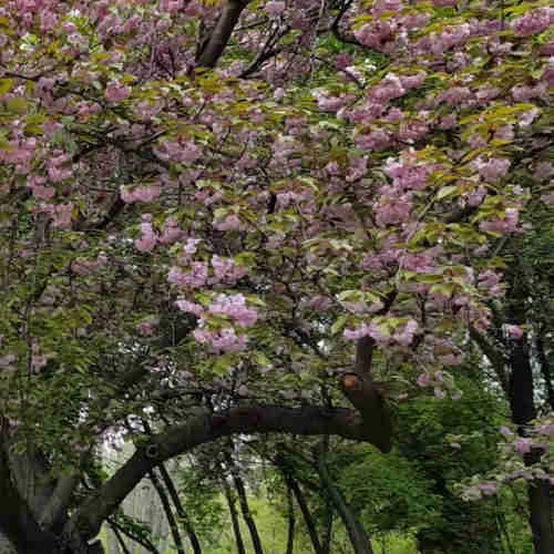 Prunus Pink Perfection 4 Prunus Pink Perfection - Image 4