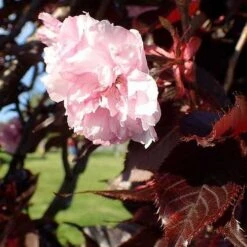 Prunus Royal Burgundy
