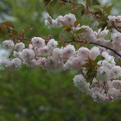 Prunus Shirofugen 1 Prunus Shirofugen
