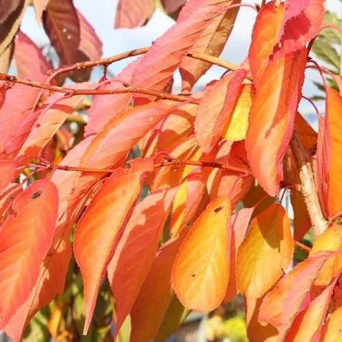 Prunus Shirofugen 5 Prunus Shirofugen - Image 5