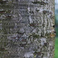 Prunus Shirofugen 11 Prunus Shirofugen -Future Forests Prunus Shirofugen 06x