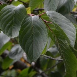 Prunus Shirofugen 8 Prunus Shirofugen -Future Forests Prunus Shirofugen 07