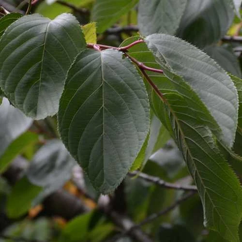 Prunus Shirofugen 3 Prunus Shirofugen - Image 3