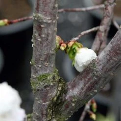 Prunus Shirotae -Future Forests Prunus Shirotae 01