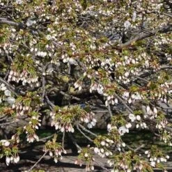 Prunus Shirotae -Future Forests Prunus Shirotae 03