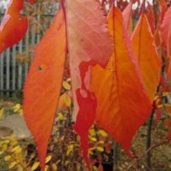 Prunus Shirotae -Future Forests Prunus Shirotae 05