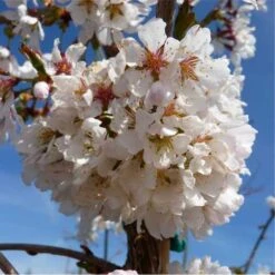 Prunus Snow Showers -Future Forests Prunus Snow Showers 04x