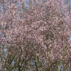 Prunus Cerasifera Nigra 5 Prunus Cerasifera Nigra -Future Forests Prunus cerasifera Nigra 01