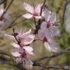 Prunus Cerasifera Nigra