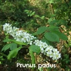 Native Wildlife Fruiting Hedge Mix -Future Forests Prunus padus