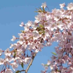 Prunus Pendula Pendula Rubra 6 Prunus Pendula Pendula Rubra -Future Forests Prunus pendula Pendula Rubra 03
