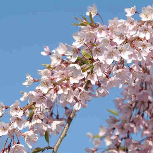 Prunus Pendula Pendula Rubra 3 Prunus Pendula Pendula Rubra - Image 3