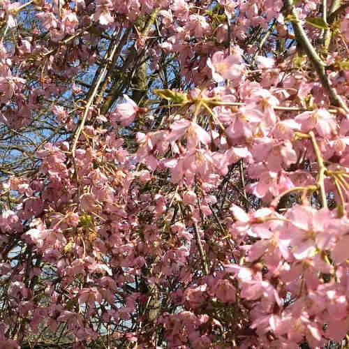 Prunus Pendula Pendula Rubra 4 Prunus Pendula Pendula Rubra - Image 4