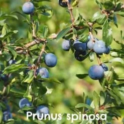 Native Wildlife Fruiting Hedge Mix -Future Forests Prunus spinosa 03 a76f0311 9518 4784 ad24 df953603b1b6