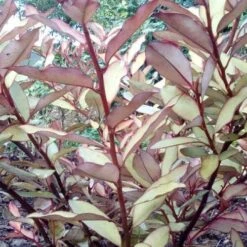 Pseudowintera Colorata Marjorie Congreve -Future Forests Pseudowintera colorata Marjorie Congreve01