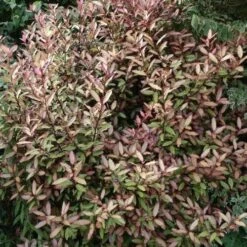 Pseudowintera Colorata Marjorie Congreve -Future Forests Pseudowintera colorata Marjorie Congreve02