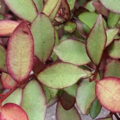 Pseudowintera Colorata Marjorie Congreve -Future Forests Pseudowintera colorata Marjorie Congreve03