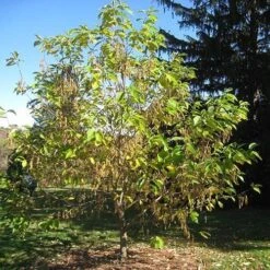 Pterostyrax Hispida -Future Forests Pterostyrax hispida 04