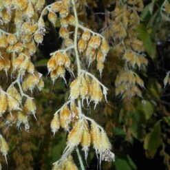 Pterostyrax Hispida -Future Forests Pterostyrax hispida 07