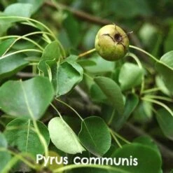 Native Wildlife Fruiting Hedge Mix -Future Forests Pyrus communis 3
