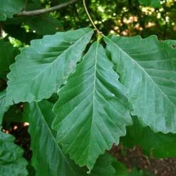 Quercus Bicolor - Swamp White Oak -Future Forests Quercus bicolor 04