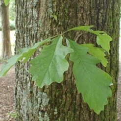 Quercus Bicolor - Swamp White Oak -Future Forests Quercus bicolor 05