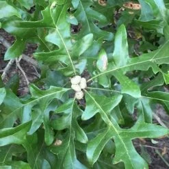 Quercus Lyrata - Overcup Oak -Future Forests Quercus lyrata 04