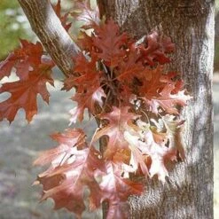 Quercus Nuttallii - Nuttall’s Oak -Future Forests Quercus nutallii 06