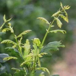 Quercus Robur Fastigiata Koster -Future Forests Quercus robur Fastigiata Koster 04