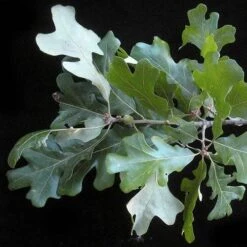 Quercus Stellata -Future Forests Quercus stellata 03