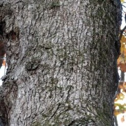 Quercus Stellata -Future Forests Quercus stellata 04