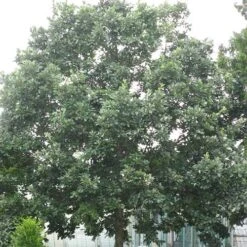 Quercus X Kewensis -Future Forests Quercus x kewensis 01